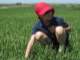 Flynn in the barley grass